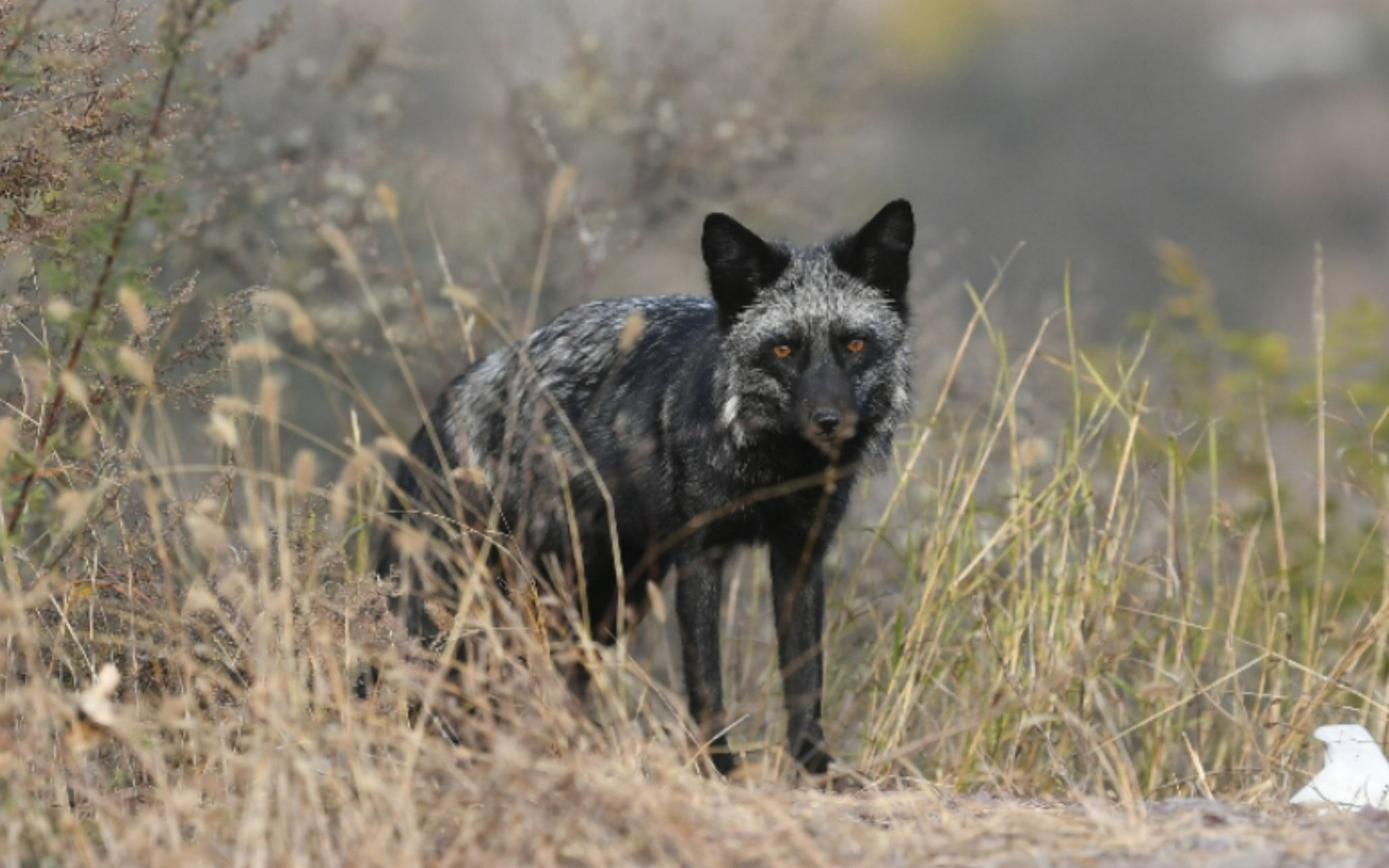 其中一只体型相对较大,皮毛几乎全黑,面部和尾巴带有白色的毛.