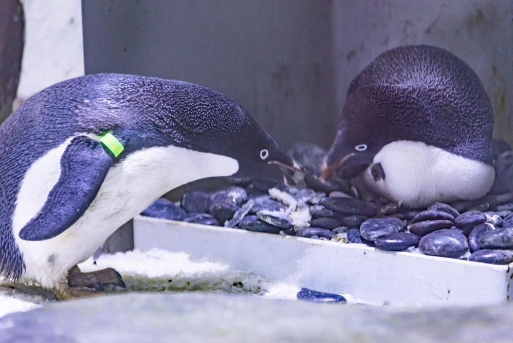 创纪录！上海海昌海洋公园阿德利企鹅“准妈妈”们顺利产下15枚企鹅蛋