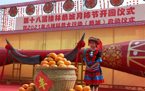 桂林恭城月柿节顺利开园万亩月柿喜迎八方宾客