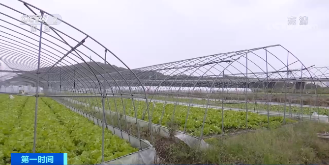 “菜比肉贵”多地蔬菜大涨价！降价要等到……休闲区蓝鸢梦想 - Www.slyday.coM