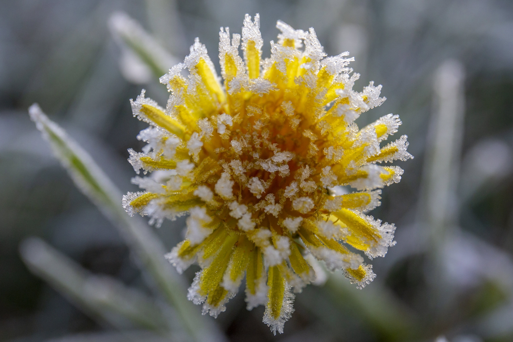 繁霜降兮草木零|草木|考尼|落叶_新浪新闻