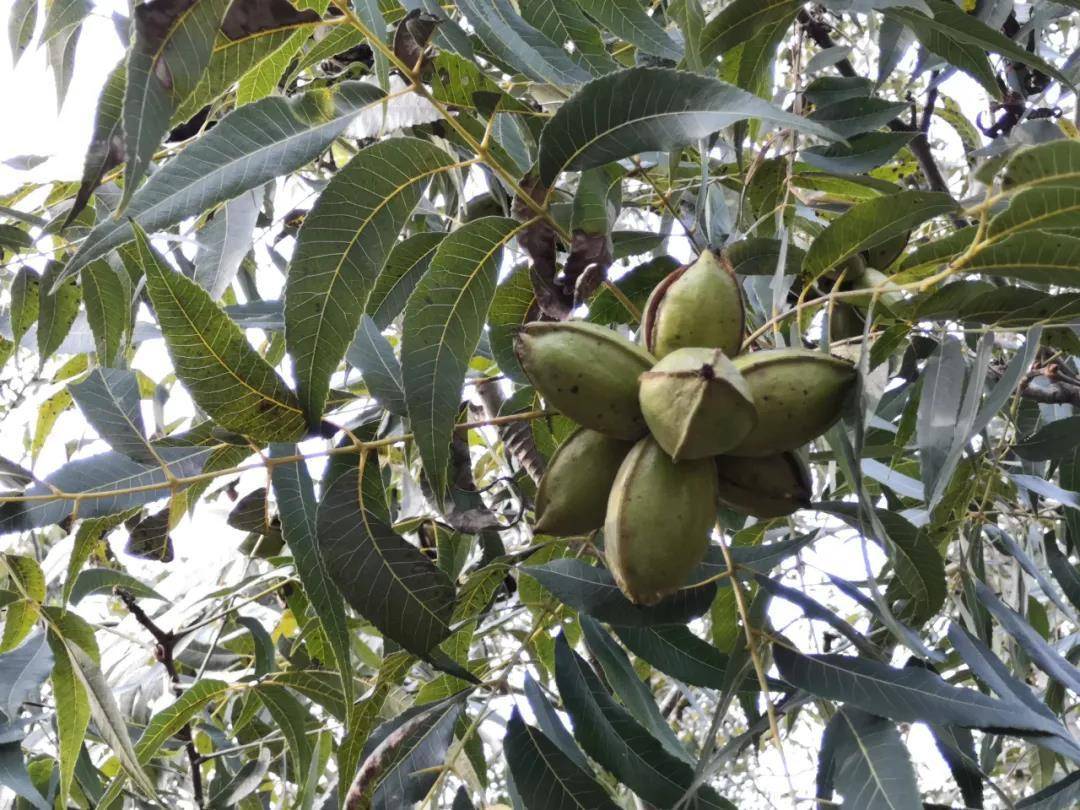 泗洪为何选择了碧根果