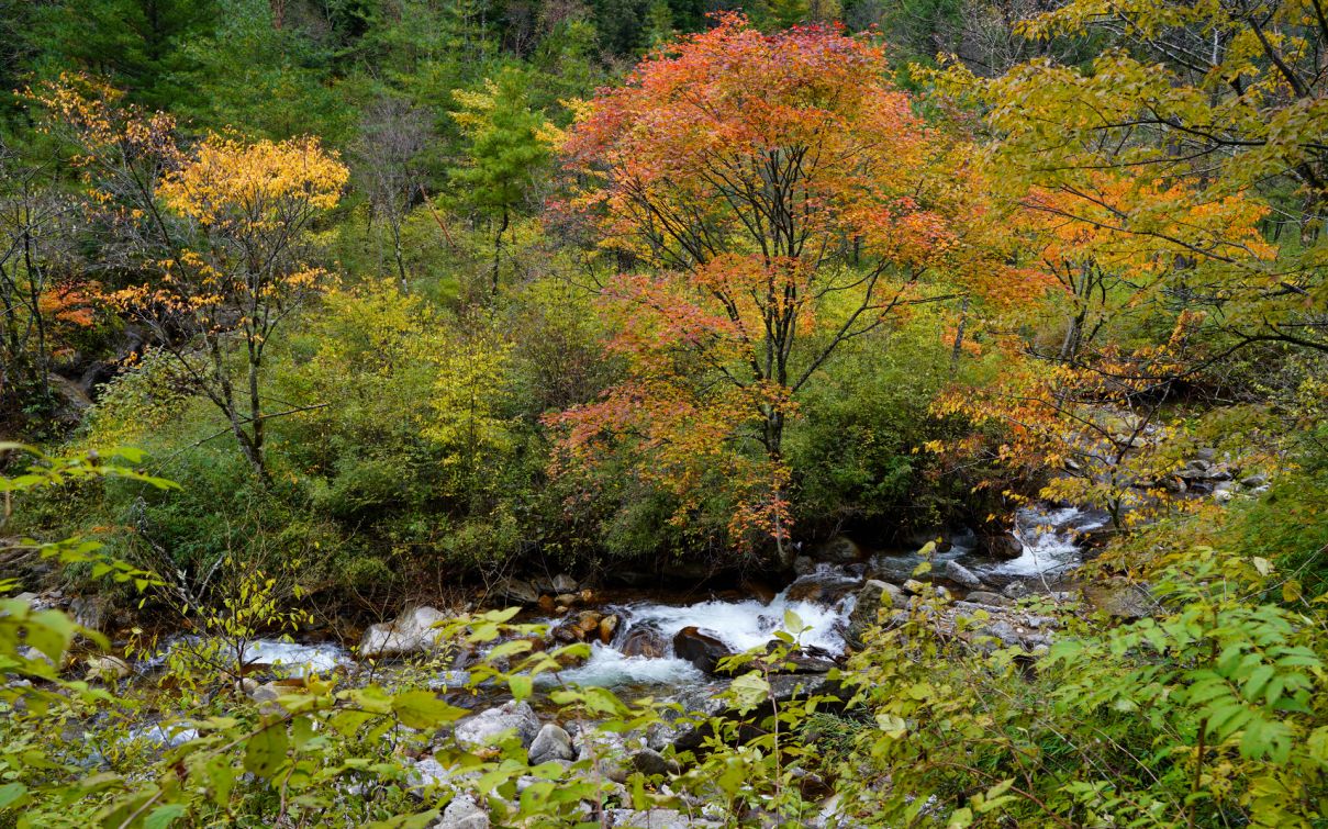 白雪与黄叶映衬 陕西宁陕这个秋天格外美休闲区蓝鸢梦想 - Www.slyday.coM