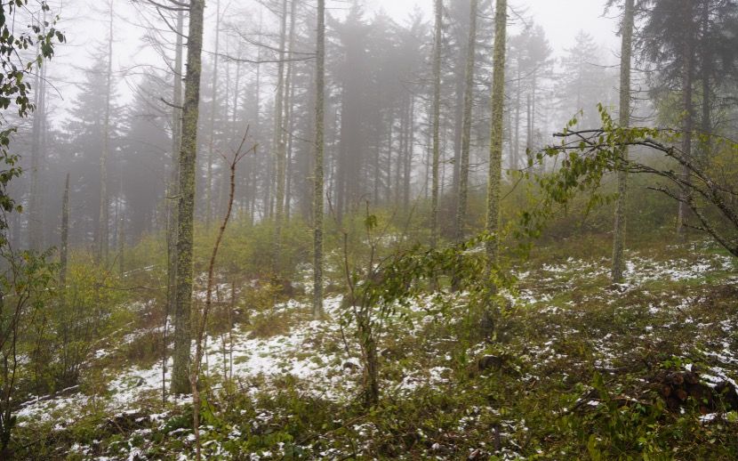 白雪与黄叶映衬 陕西宁陕这个秋天格外美休闲区蓝鸢梦想 - Www.slyday.coM