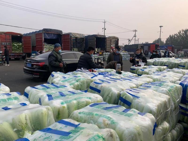 新发地冬储大白菜上市 价格较去年同期上涨90%休闲区蓝鸢梦想 - Www.slyday.coM