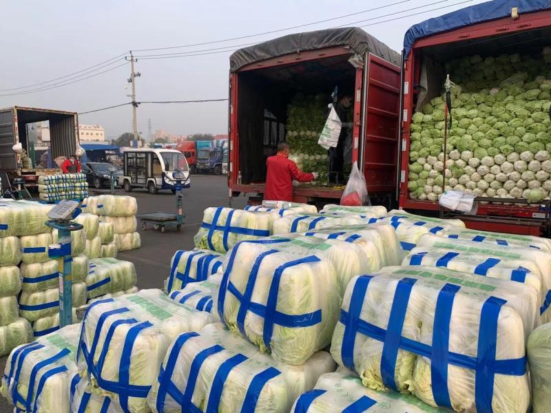 新发地冬储大白菜上市 价格较去年同期上涨90%休闲区蓝鸢梦想 - Www.slyday.coM