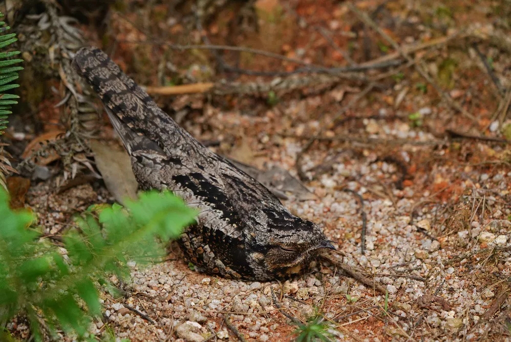Jeep指南者自动夜鹰版选购 销量暴跌进口车退出中国市场会远吗
