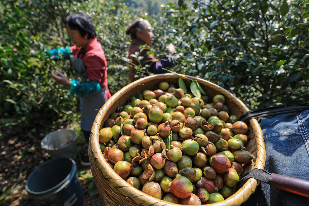 贵州玉屏油茶丰收助农增收