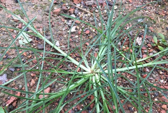 千金草:路边常见的一种野草,价值珍贵却惨遭无视,可惜了!