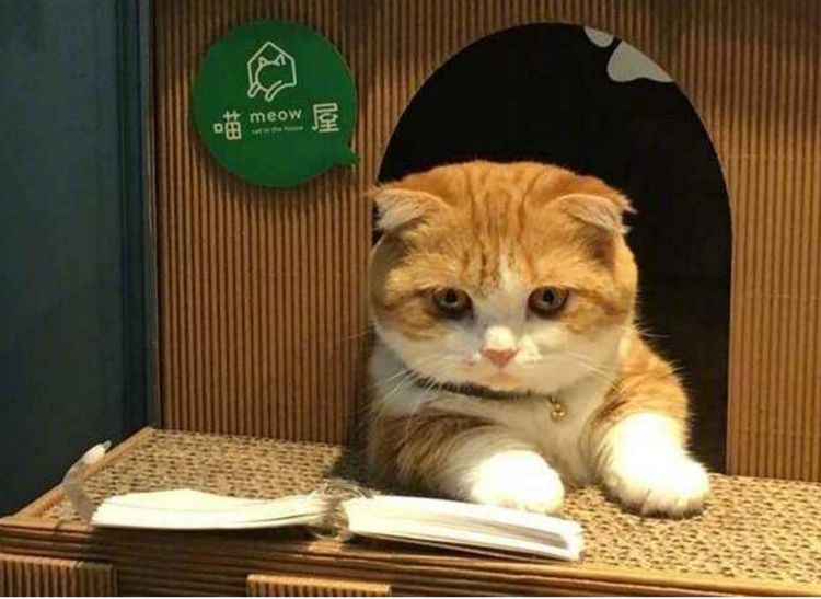 不是只有男人才怕老婆的,其实小动物都是和人类一样的呢,猫猫狗狗也是