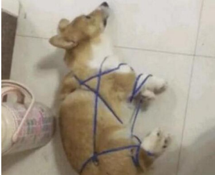 狗狗咬断女主人口红被主人五花大绑狗狗死的心都有了