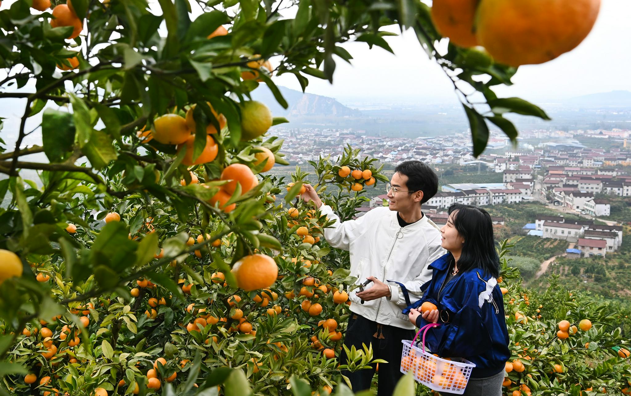 10月26日,游人在城固县桔园镇桔园体验采摘乐趣.新华社记者 陶明 摄
