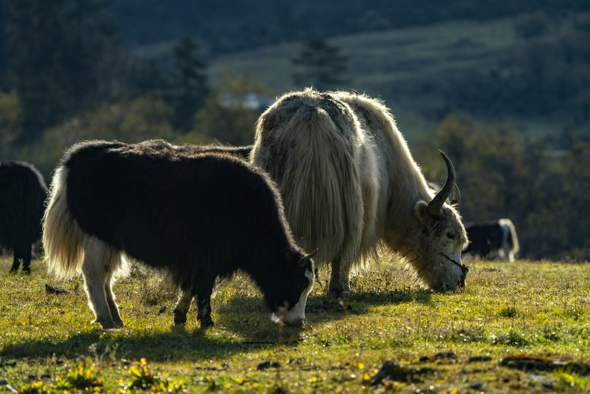 牦牛在普达措景区草场上觅食(10月25日摄).