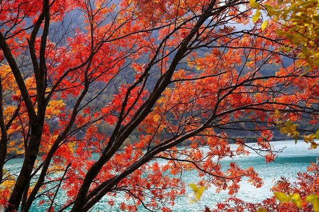 赏彩林！摘秋果！成都出发3小时，去川西小九寨吃喝玩乐耍2天休闲区蓝鸢梦想 - Www.slyday.coM