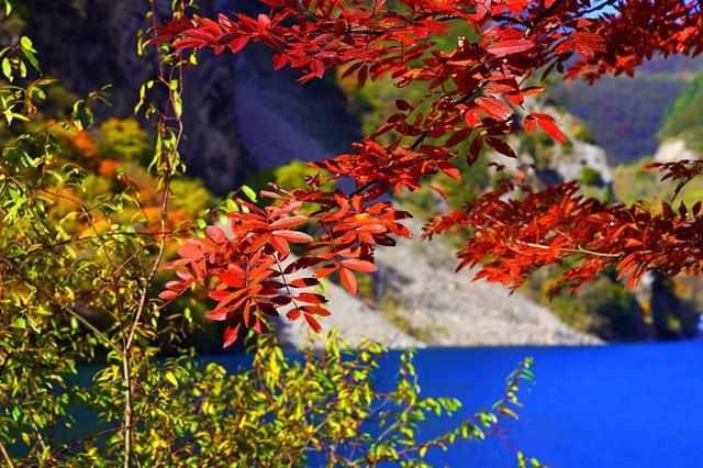 赏彩林！摘秋果！成都出发3小时，去川西小九寨吃喝玩乐耍2天休闲区蓝鸢梦想 - Www.slyday.coM