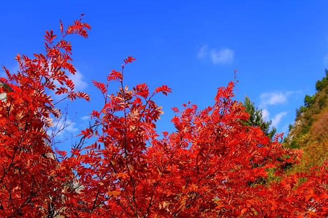 赏彩林！摘秋果！成都出发3小时，去川西小九寨吃喝玩乐耍2天休闲区蓝鸢梦想 - Www.slyday.coM