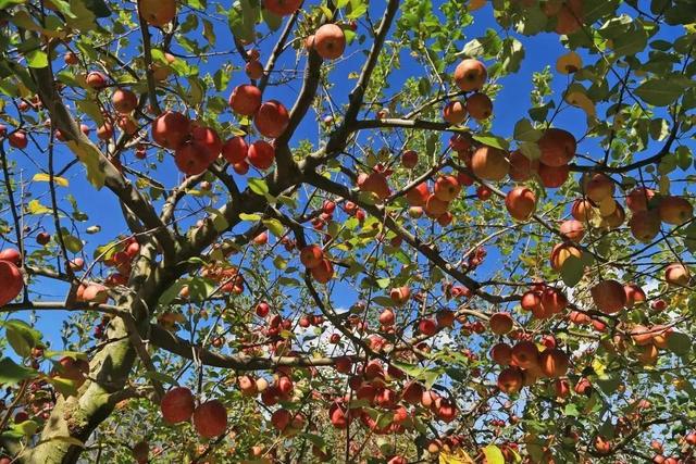 赏彩林！摘秋果！成都出发3小时，去川西小九寨吃喝玩乐耍2天休闲区蓝鸢梦想 - Www.slyday.coM