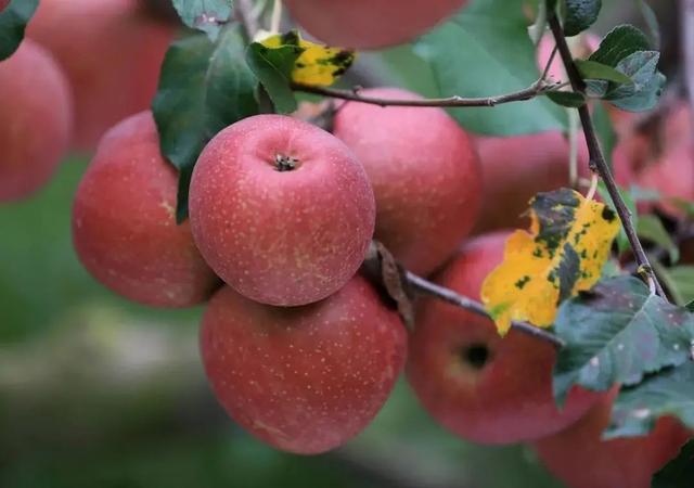 赏彩林！摘秋果！成都出发3小时，去川西小九寨吃喝玩乐耍2天休闲区蓝鸢梦想 - Www.slyday.coM