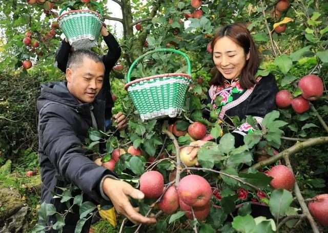 赏彩林！摘秋果！成都出发3小时，去川西小九寨吃喝玩乐耍2天休闲区蓝鸢梦想 - Www.slyday.coM