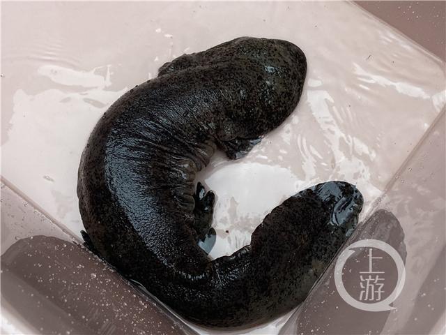 某小区,重庆动物园的饲养员从一户市民家中抬回一条近20斤的娃娃鱼,并