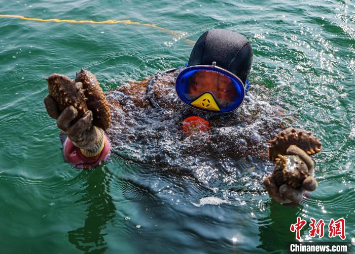 实拍山东荣成海猛子捕捞海参