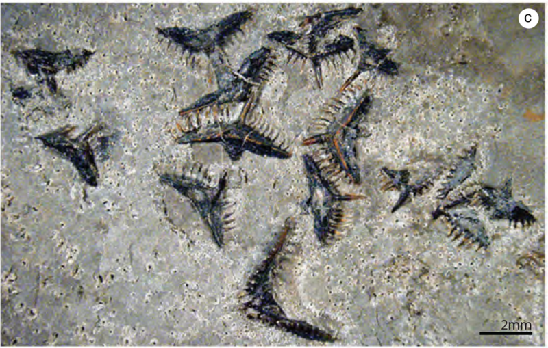 最常见的化石许多人连名字都不会念