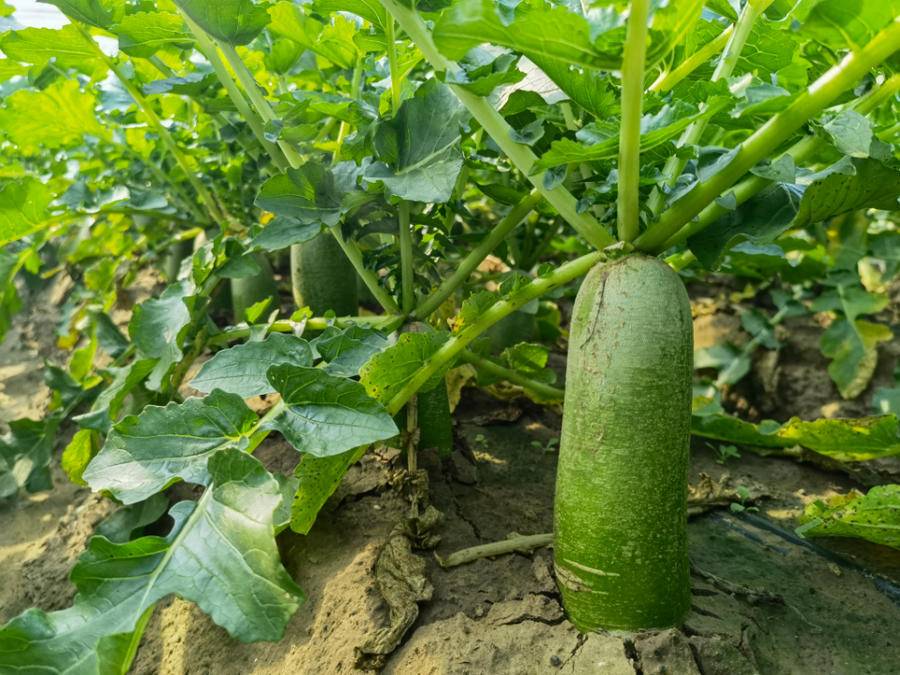 今年雨天多潍县萝卜晚熟目前产量口感略受影响