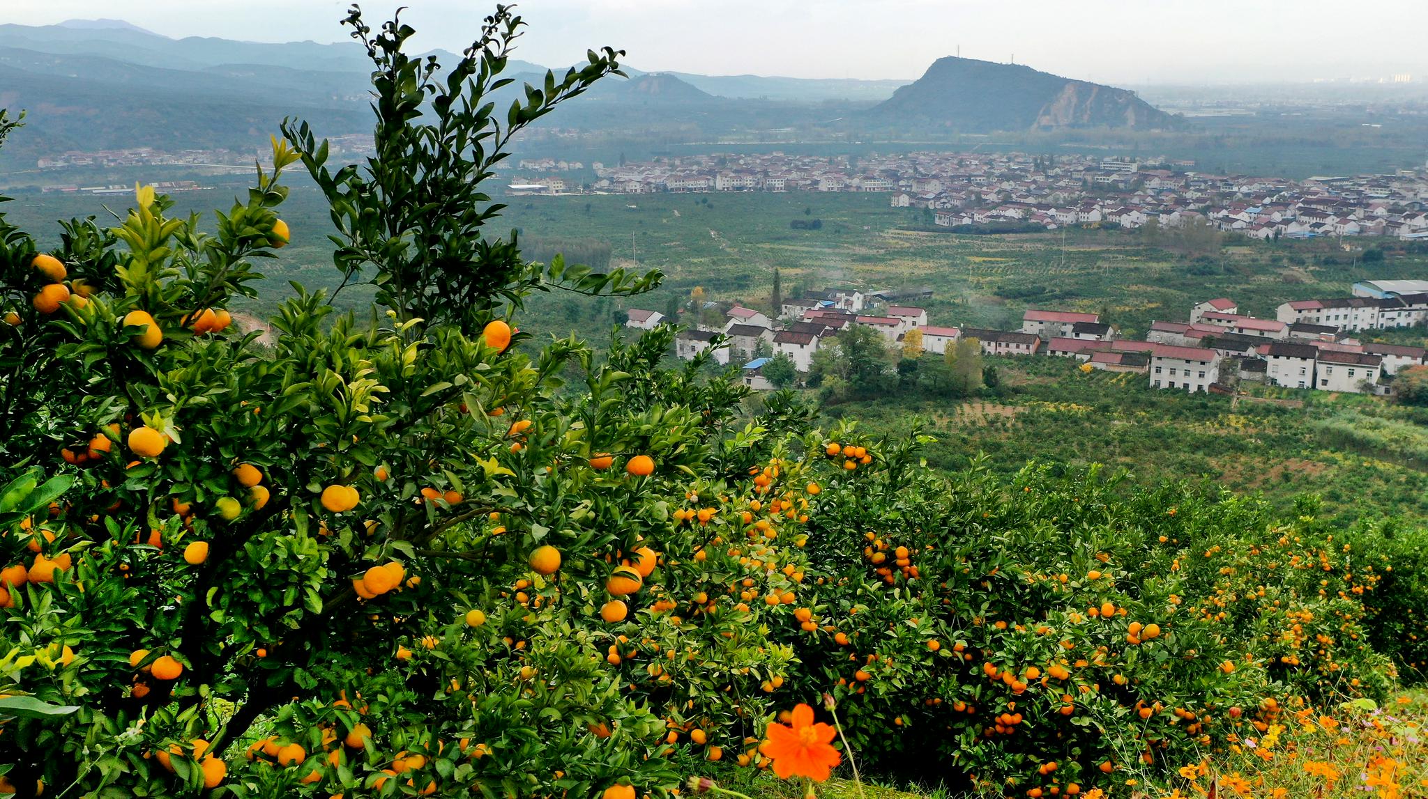 陕西城固:柑桔飘香迎丰收