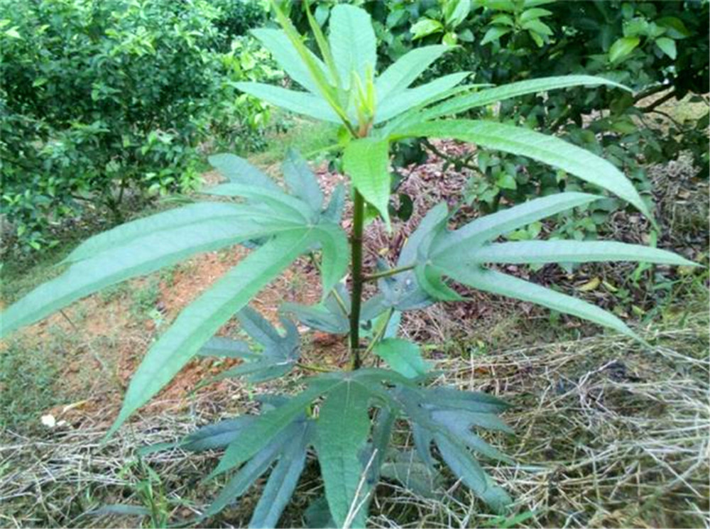 五指毛桃又称广东人参常用它煲汤卖到25元一斤有人靠它发财