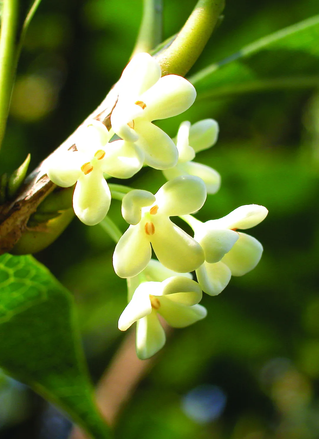 桂花|咸宁|央视新闻_新浪新闻