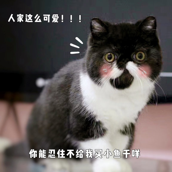 我这个社恐究极患者居然有一只🐮社交牛X症的猫猫(σﾟ∀ﾟ)σ休闲区蓝鸢梦想 - Www.slyday.coM