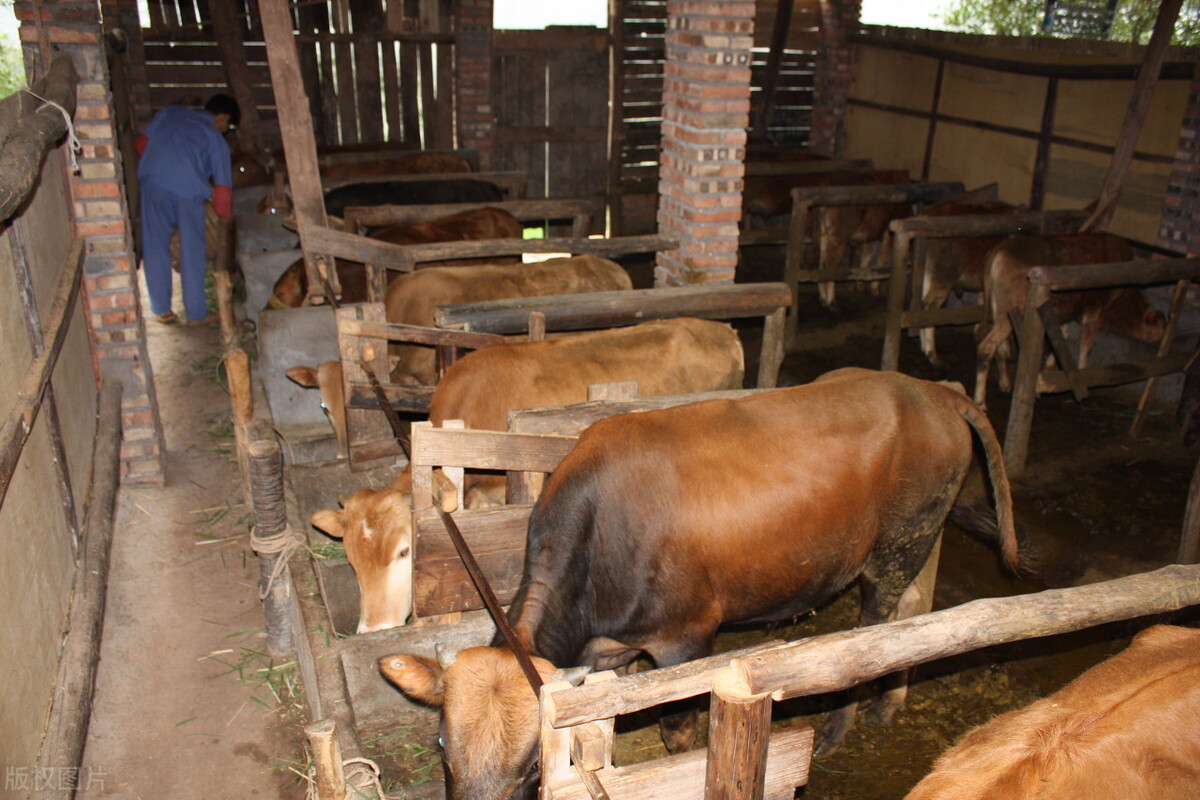 新手返乡创业三五万能养牛吗想养牛的朋友值得一看