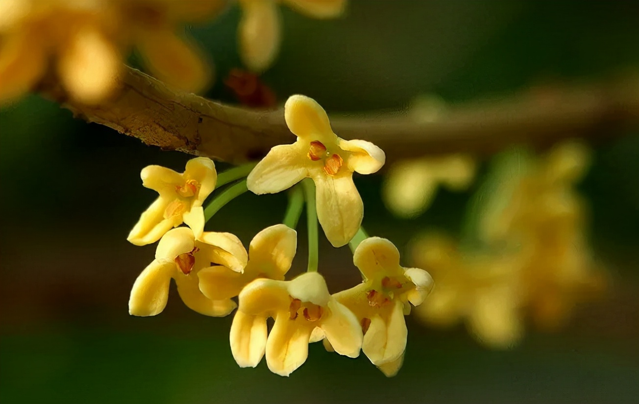 桂花|咸宁|央视新闻_新浪新闻