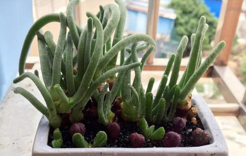 养殖多肉植物碧光环,日常多注意这些,长得萌萌哒|光环|多肉植物|小