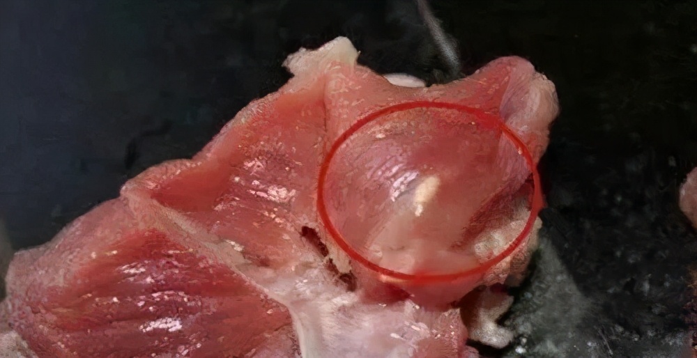 猪肉里红色虫子像血管图片