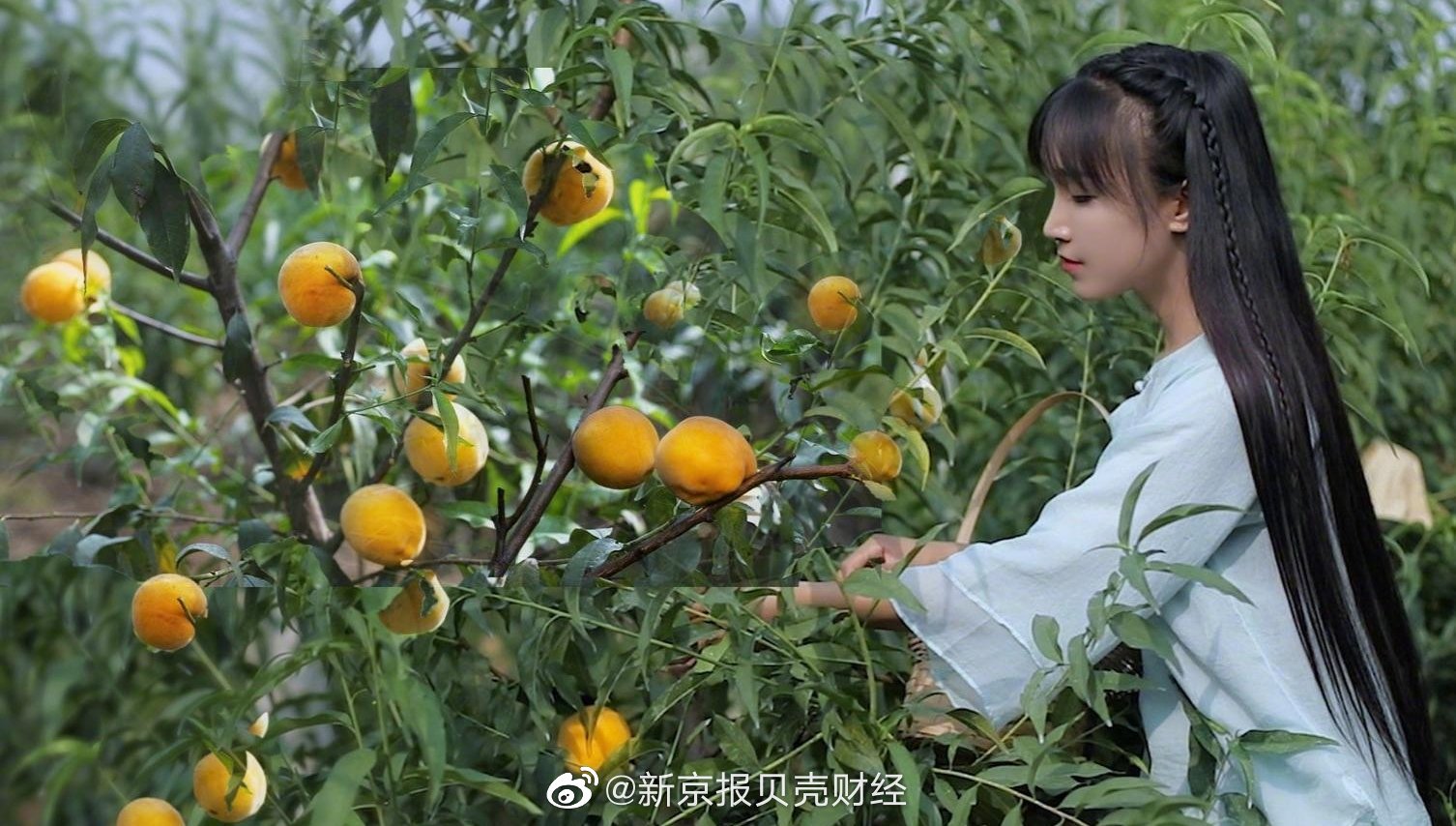 杭州微念申请李子柒商标被全部驳回休闲区蓝鸢梦想 - Www.slyday.coM