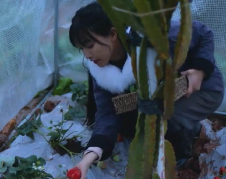 微念申请李子柒商标被驳回，粉丝：我们爱的是她本人，不是名字休闲区蓝鸢梦想 - Www.slyday.coM