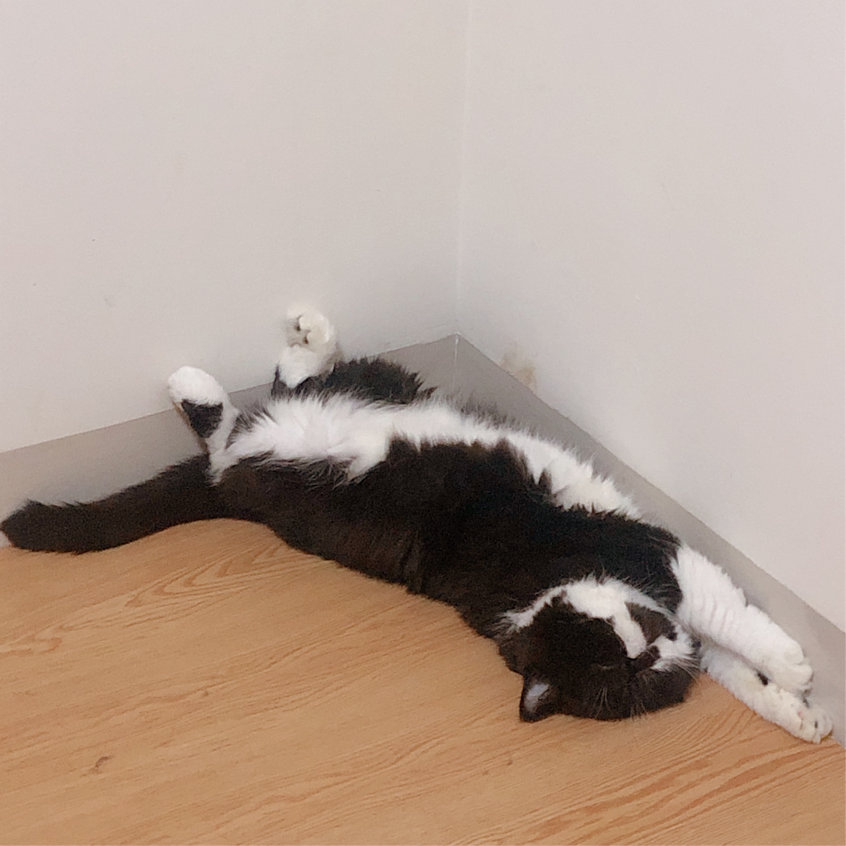 我这个社恐究极患者居然有一只🐮社交牛X症的猫猫(σﾟ∀ﾟ)σ休闲区蓝鸢梦想 - Www.slyday.coM