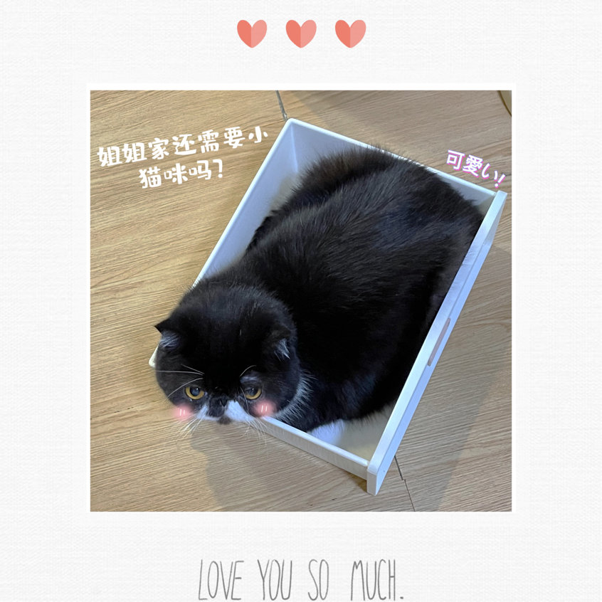 我这个社恐究极患者居然有一只🐮社交牛X症的猫猫(σﾟ∀ﾟ)σ休闲区蓝鸢梦想 - Www.slyday.coM