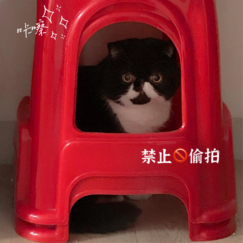 我这个社恐究极患者居然有一只🐮社交牛X症的猫猫(σﾟ∀ﾟ)σ休闲区蓝鸢梦想 - Www.slyday.coM