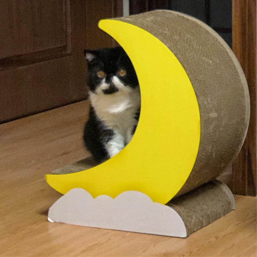 我这个社恐究极患者居然有一只🐮社交牛X症的猫猫(σﾟ∀ﾟ)σ休闲区蓝鸢梦想 - Www.slyday.coM