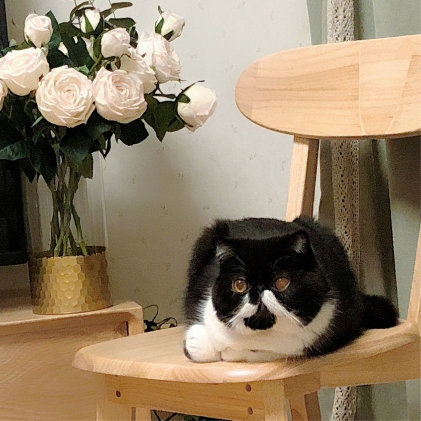 我这个社恐究极患者居然有一只🐮社交牛X症的猫猫(σﾟ∀ﾟ)σ休闲区蓝鸢梦想 - Www.slyday.coM