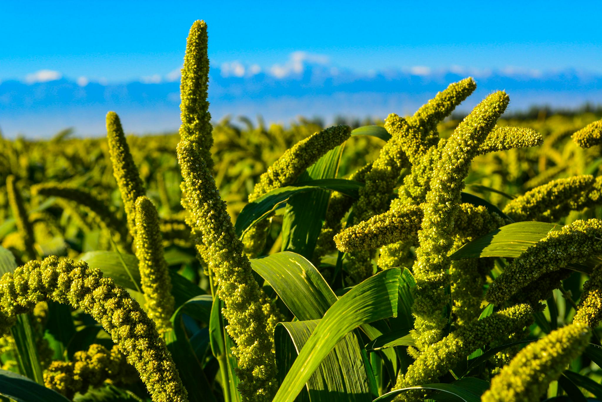 农科院作物科学研究所引进谷子品种,在南疆进行示范推广,预计推广种植