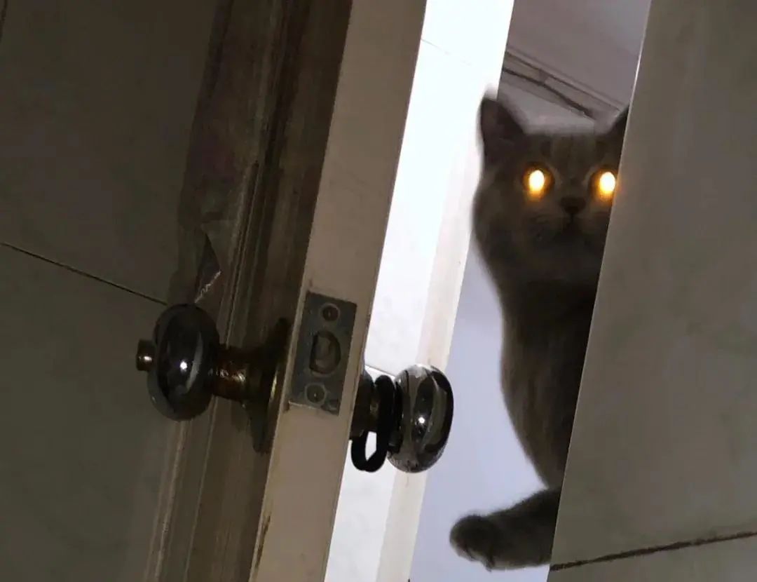 猫猫偷窥你上厕所不是因为他很色而是