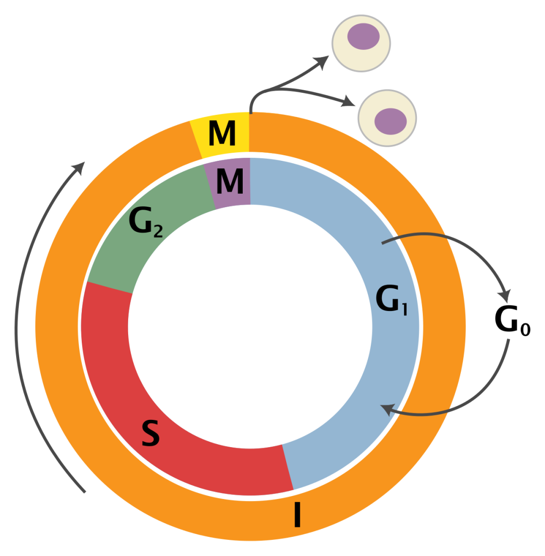 200 DNA g1-phase-interphase-overview-diagrams-expii