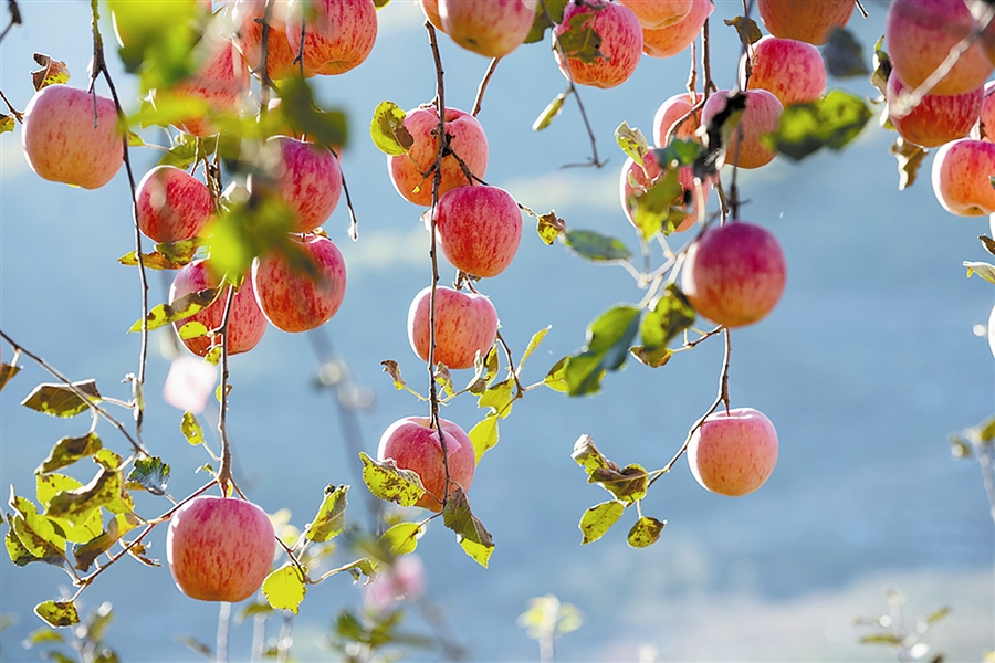 标题导航果实累累