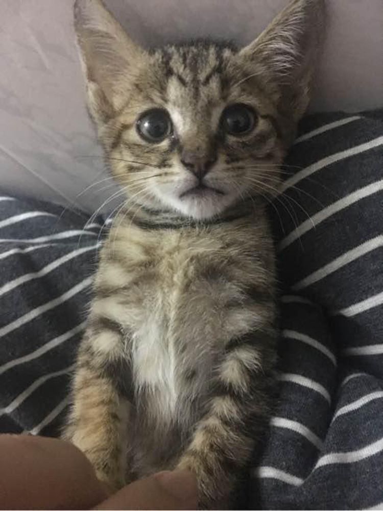 女子花鸟市场花25块买下小瘦猫,朋友看了一眼后直呼她赚翻了