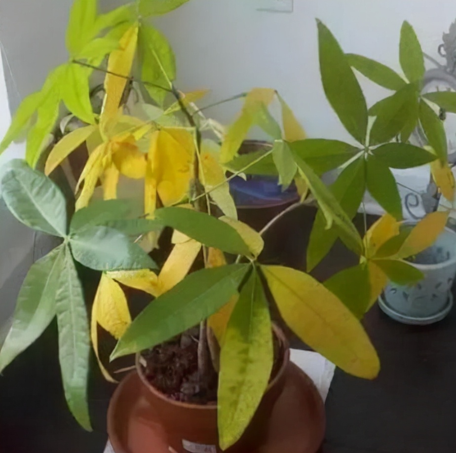 植物黄叶“病”难治,看看这5点,就能保证叶片油绿
