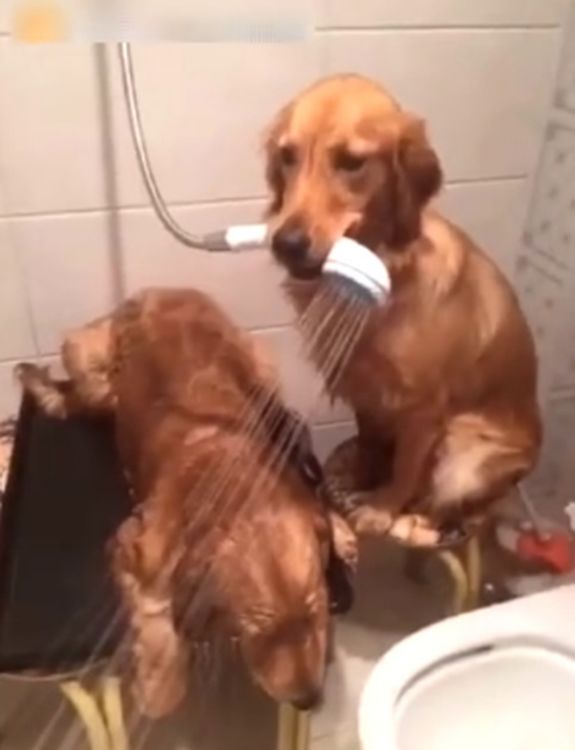 金毛哥哥帮金毛弟弟洗澡，咬着浴霸就是一顿乱喷休闲区蓝鸢梦想 - Www.slyday.coM