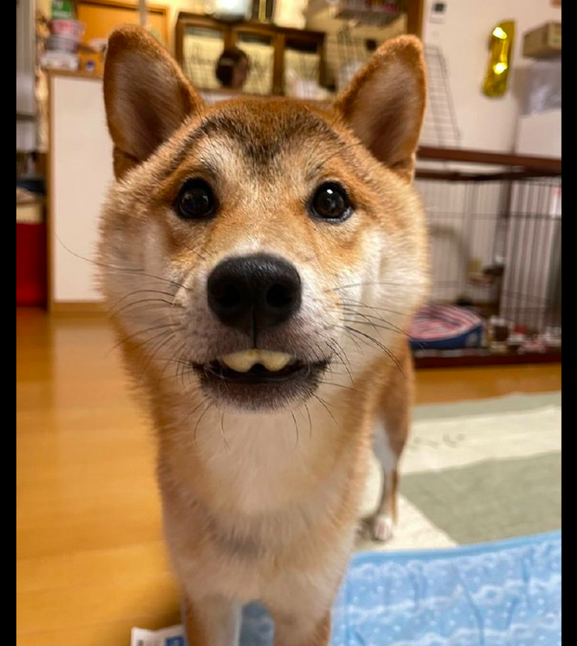 狗狗吃玉米的时候两个门牙被玉米卡住了还以为它变成了兔子呢